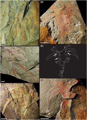 Novel marrellomorph moulting behaviour preserved in the Lower Ordovician Fezouata Shale, Morocco